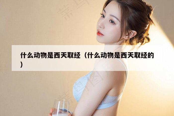 什么动物是西天取经(什么动物是西天取经的)